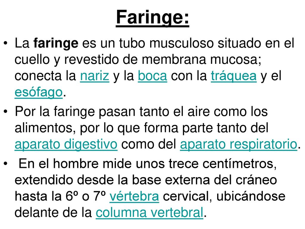 Faringe: La faringe es un tubo musculoso situado en el cuello y revestido de membrana mucosa; conecta la nariz y la boca con la tráquea y el esófago.