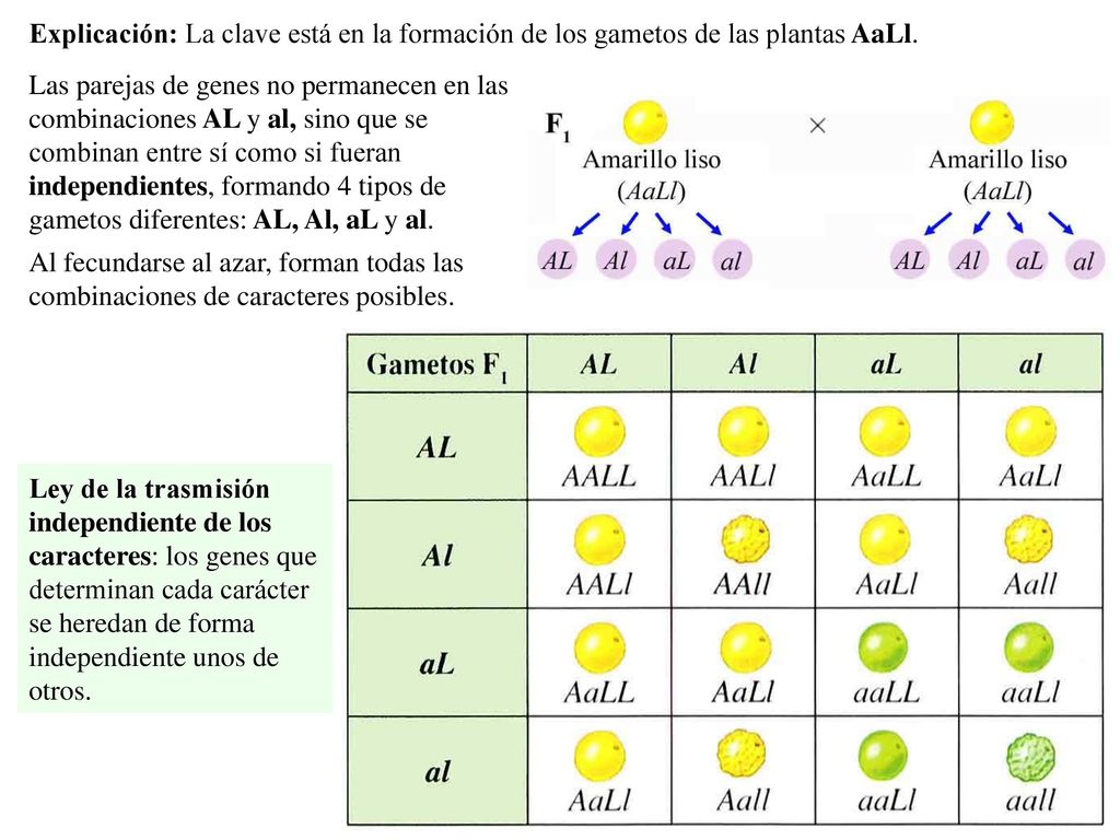 Explicación: La clave está en la formación de los gametos de las plantas AaLl.