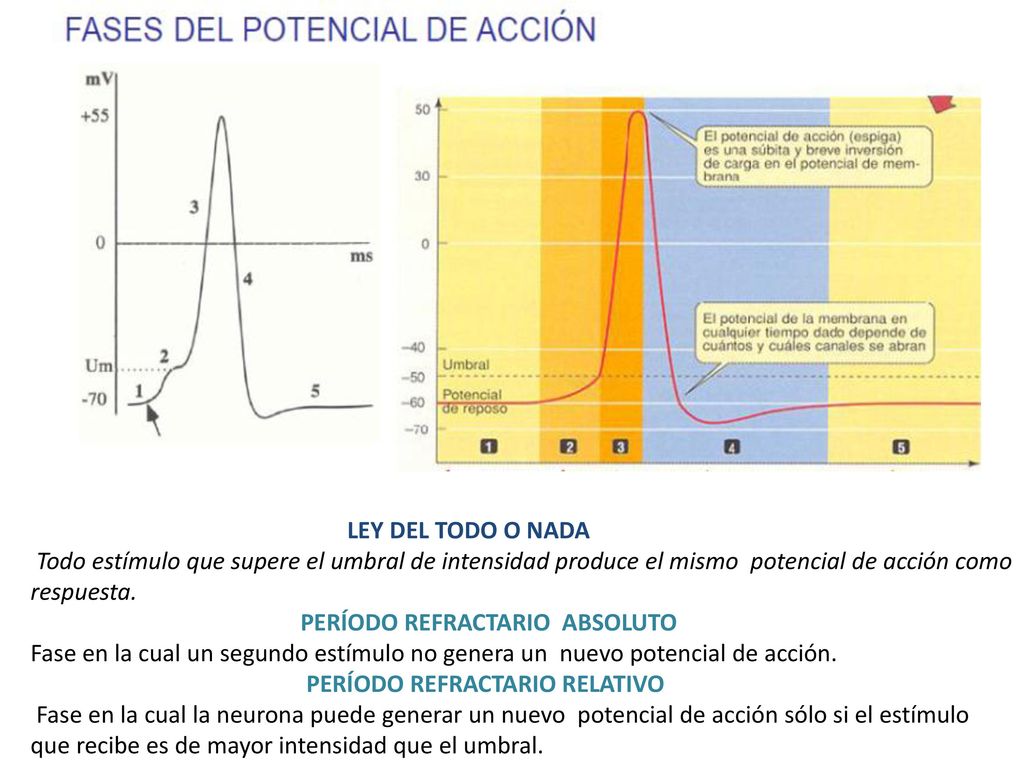 LEY DEL TODO O NADA Todo estímulo que supere el umbral de intensidad produce el mismo potencial de acción como respuesta.