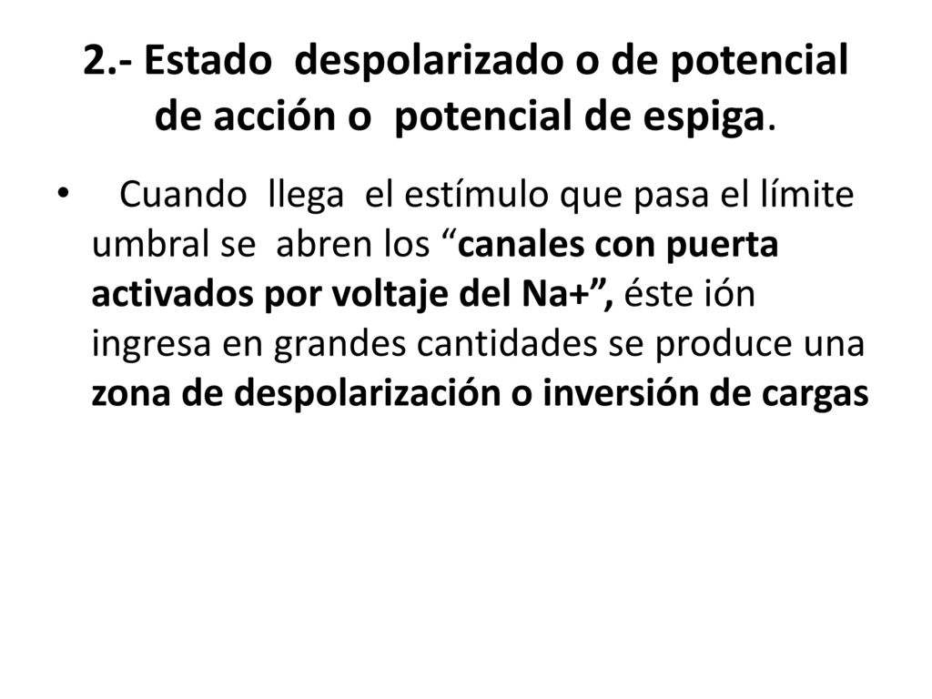 2.- Estado despolarizado o de potencial de acción o potencial de espiga.