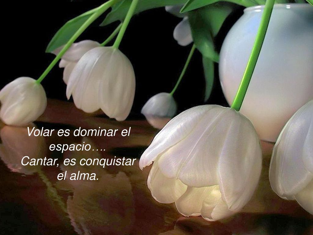 Volar es dominar el espacio…. Cantar, es conquistar el alma.