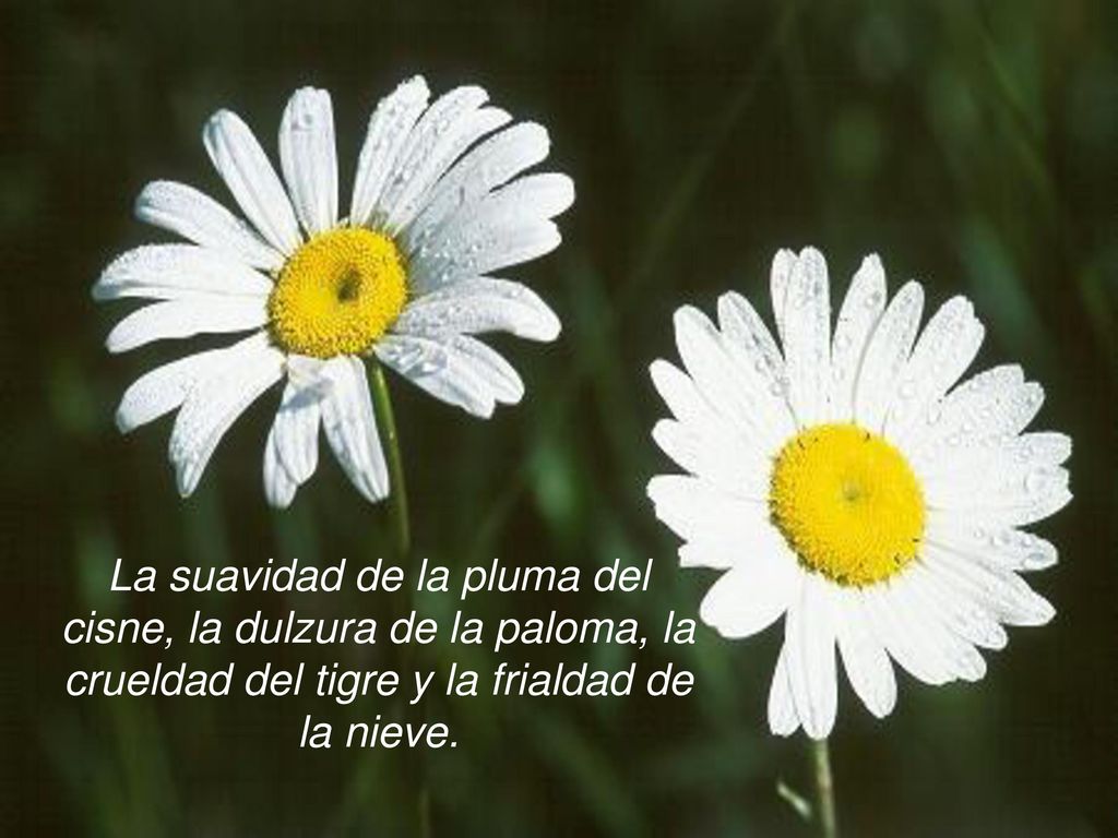 La suavidad de la pluma del cisne, la dulzura de la paloma, la crueldad del tigre y la frialdad de la nieve.