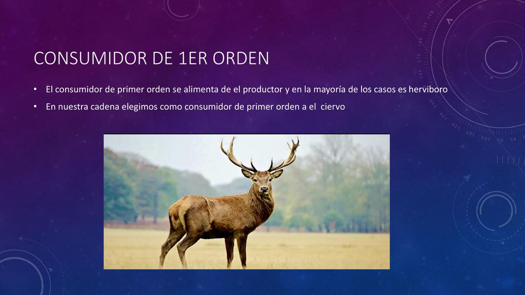 El consumidor de primer orden se alimenta de el productor y en la mayoría de los casos es herviboro