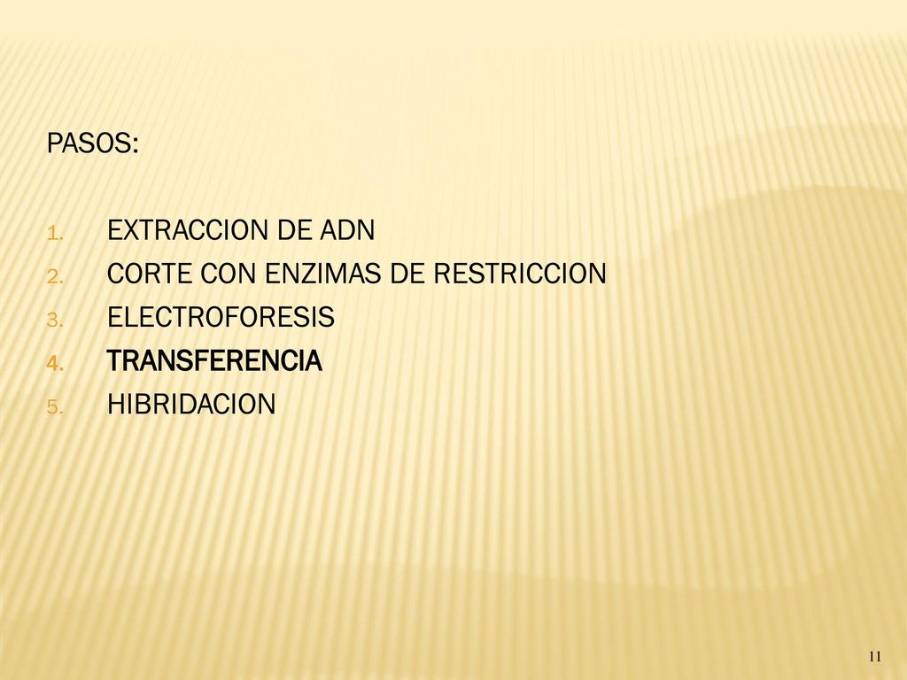 PASOS: EXTRACCION DE ADN CORTE CON ENZIMAS DE RESTRICCION ELECTROFORESIS TRANSFERENCIA HIBRIDACION