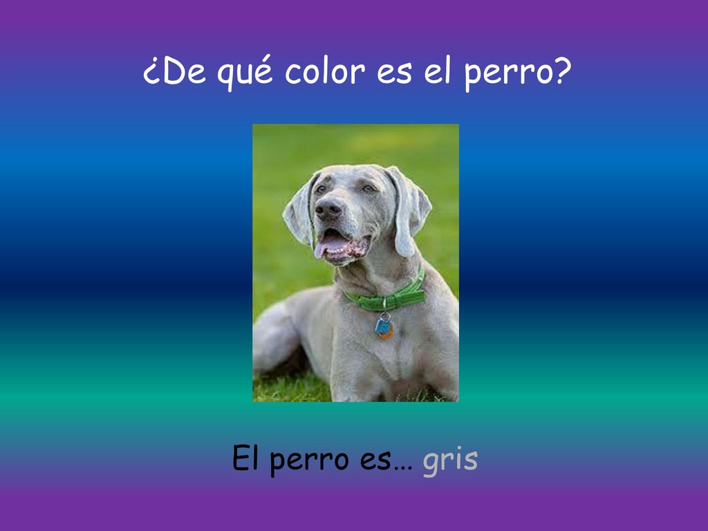 ¿De qué color es el perro