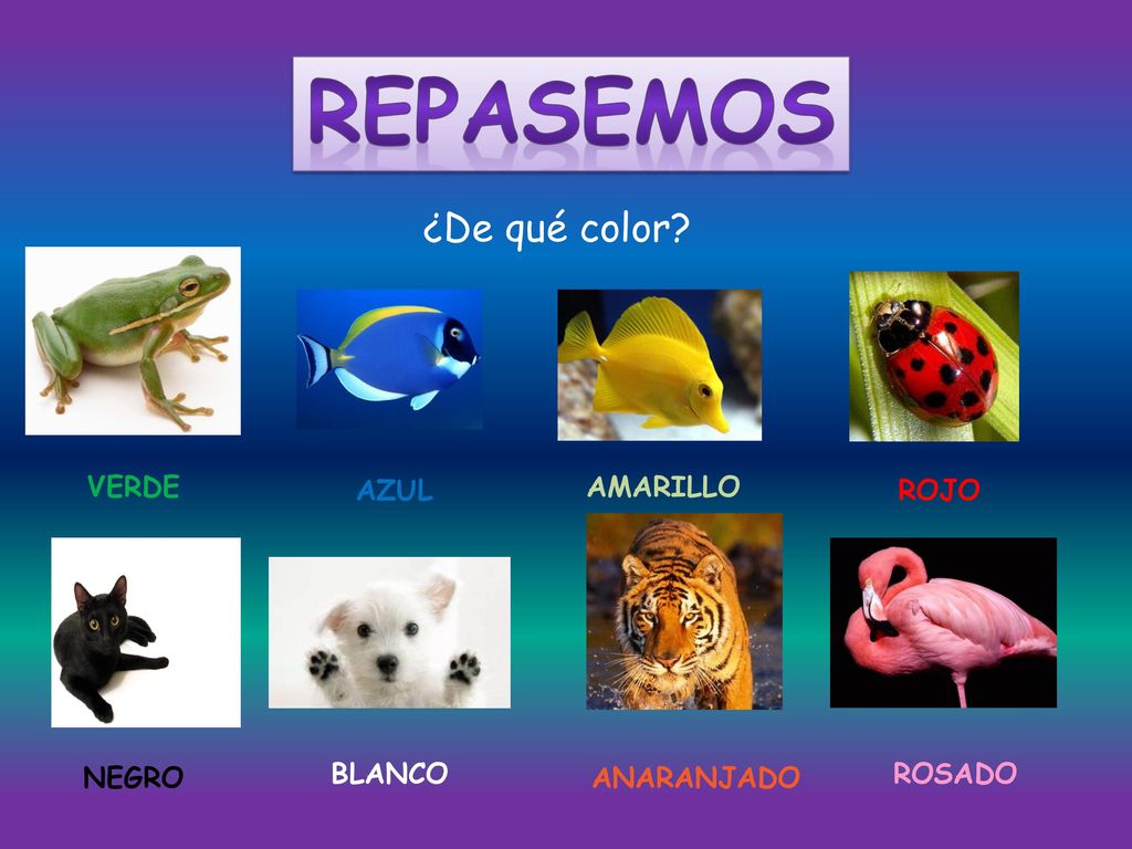 REPASEMOS ¿De qué color VERDE AZUL AMARILLO ROJO NEGRO BLANCO