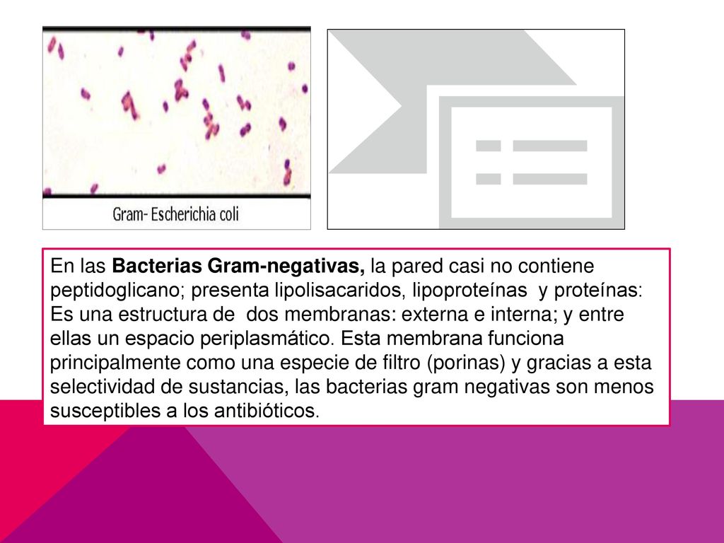 En las Bacterias Gram-negativas, la pared casi no contiene peptidoglicano; presenta lipolisacaridos, lipoproteínas y proteínas: Es una estructura de dos membranas: externa e interna; y entre ellas un espacio periplasmático.