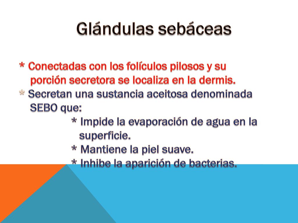 Glándulas sebáceas * Conectadas con los folículos pilosos y su