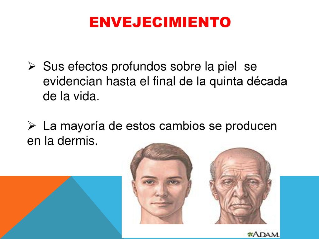 ENVEJECIMIENTO Sus efectos profundos sobre la piel se evidencian hasta el final de la quinta década de la vida.