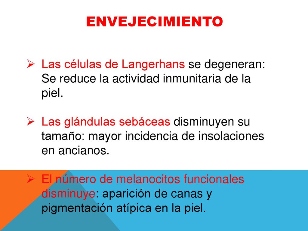 ENVEJECIMIENTO Las células de Langerhans se degeneran: Se reduce la actividad inmunitaria de la piel.