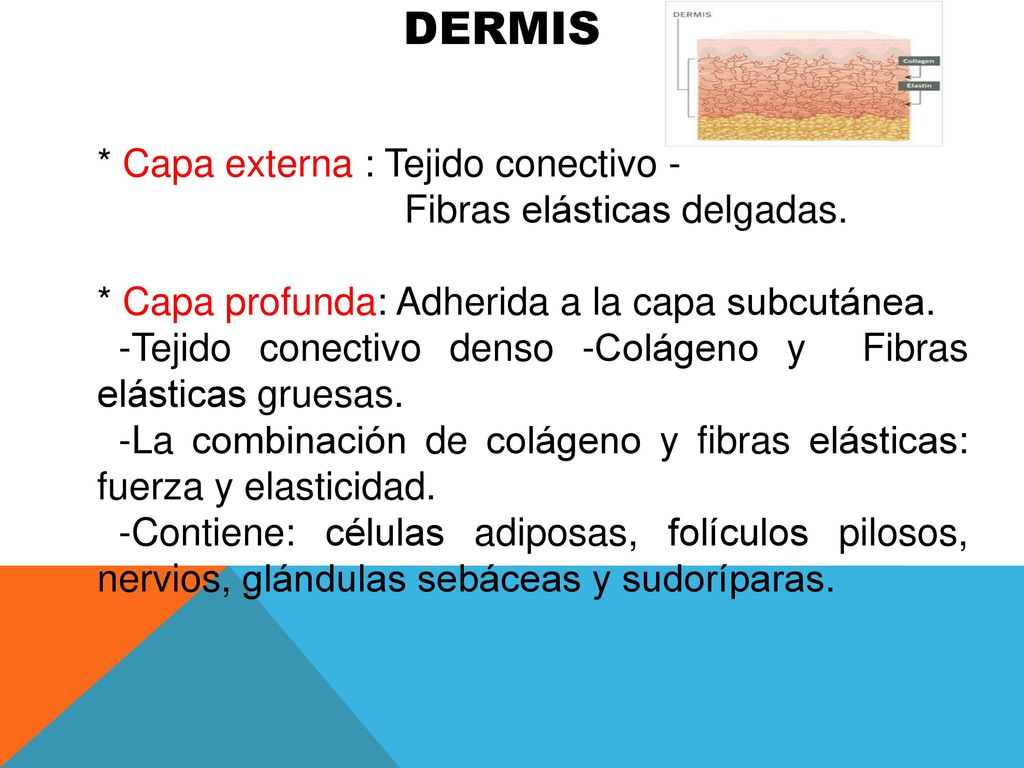 DERMIS * Capa externa : Tejido conectivo - Fibras elásticas delgadas.
