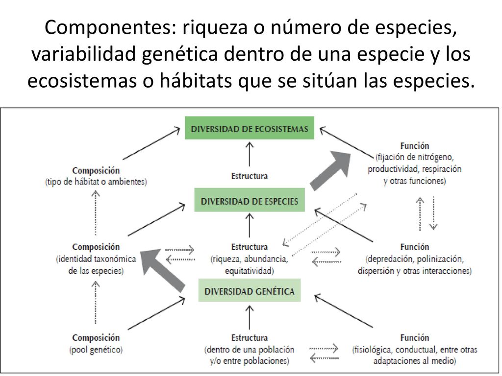 Componentes: riqueza o número de especies, variabilidad genética dentro de una especie y los ecosistemas o hábitats que se sitúan las especies.