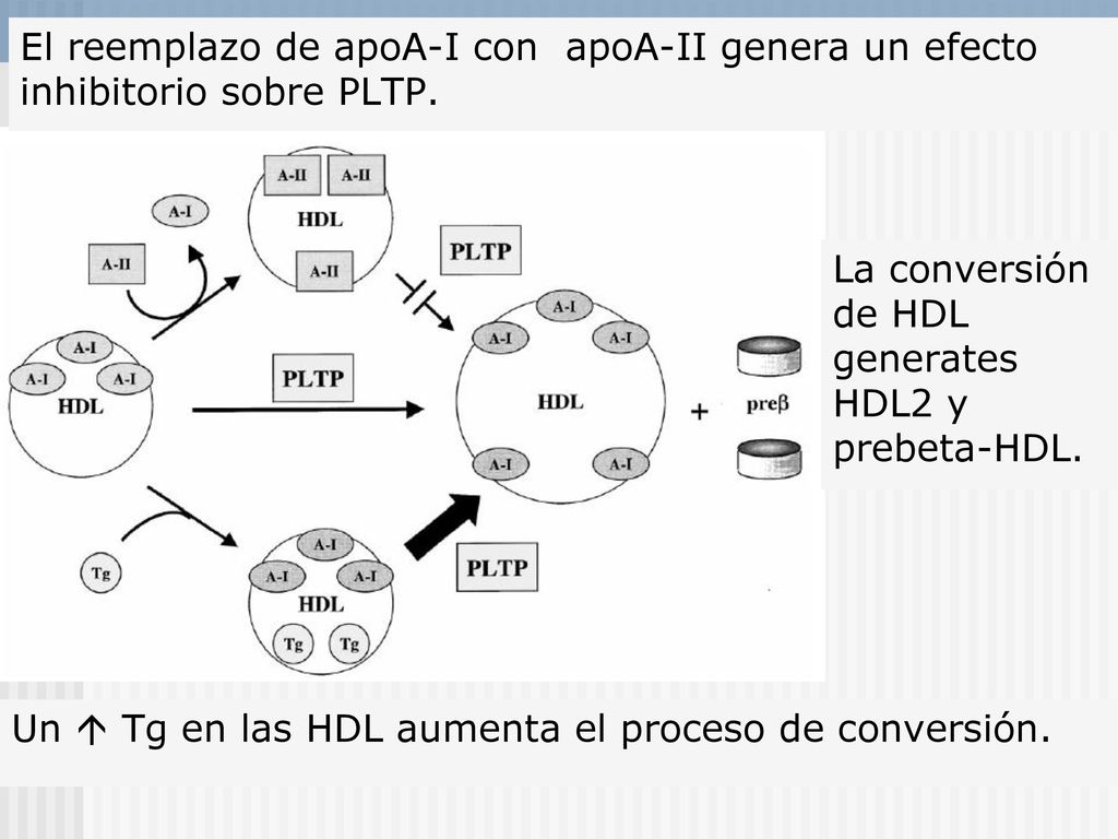 Un  Tg en las HDL aumenta el proceso de conversión.