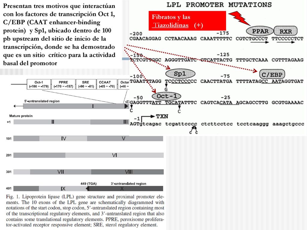 Presentan tres motivos que interactúan con los factores de transcripción Oct 1, C/EBP (CAAT enhancer-binding protein) y Sp1, ubicado dentro de 100 pb upstream del sitio de inicio de la transcripción, donde se ha demostrado que es un sitio crítico para la actividad basal del promotor