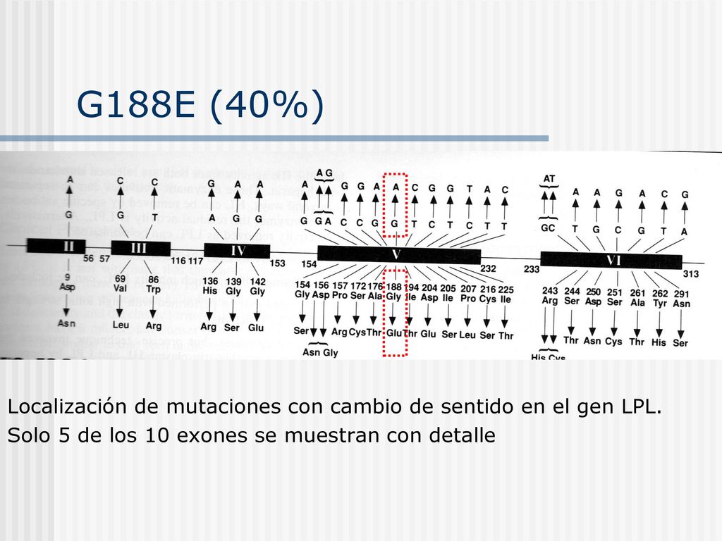 G188E (40%) Localización de mutaciones con cambio de sentido en el gen LPL.