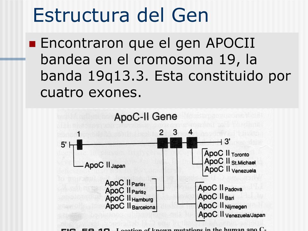Estructura del Gen Encontraron que el gen APOCII bandea en el cromosoma 19, la banda 19q13.3.