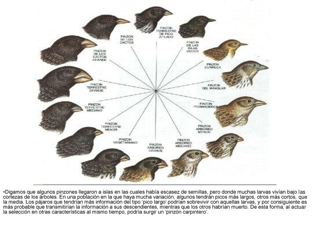 Digamos que algunos pinzones llegaron a islas en las cuales había escasez de semillas, pero donde muchas larvas vivían bajo las cortezas de los árboles.