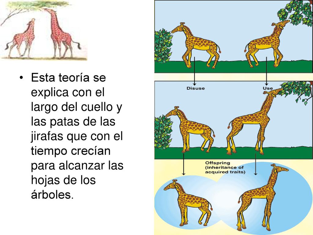 Esta teoría se explica con el largo del cuello y las patas de las jirafas que con el tiempo crecían para alcanzar las hojas de los árboles.