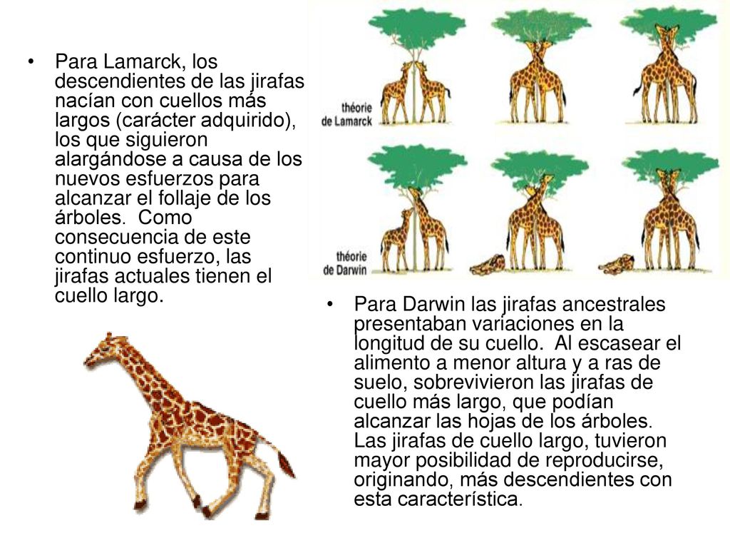 Para Lamarck, los descendientes de las jirafas nacían con cuellos más largos (carácter adquirido), los que siguieron alargándose a causa de los nuevos esfuerzos para alcanzar el follaje de los árboles. Como consecuencia de este continuo esfuerzo, las jirafas actuales tienen el cuello largo.