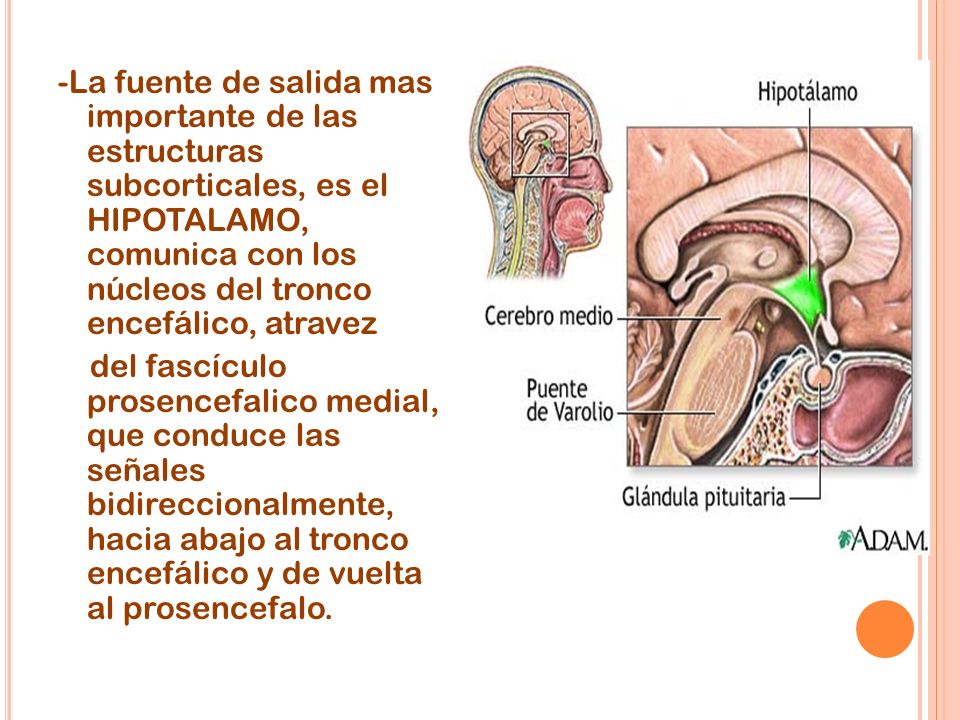 -La fuente de salida mas importante de las estructuras subcorticales, es el HIPOTALAMO, comunica con los núcleos del tronco encefálico, atravez del fascículo prosencefalico medial, que conduce las señales bidireccionalmente, hacia abajo al tronco encefálico y de vuelta al prosencefalo.