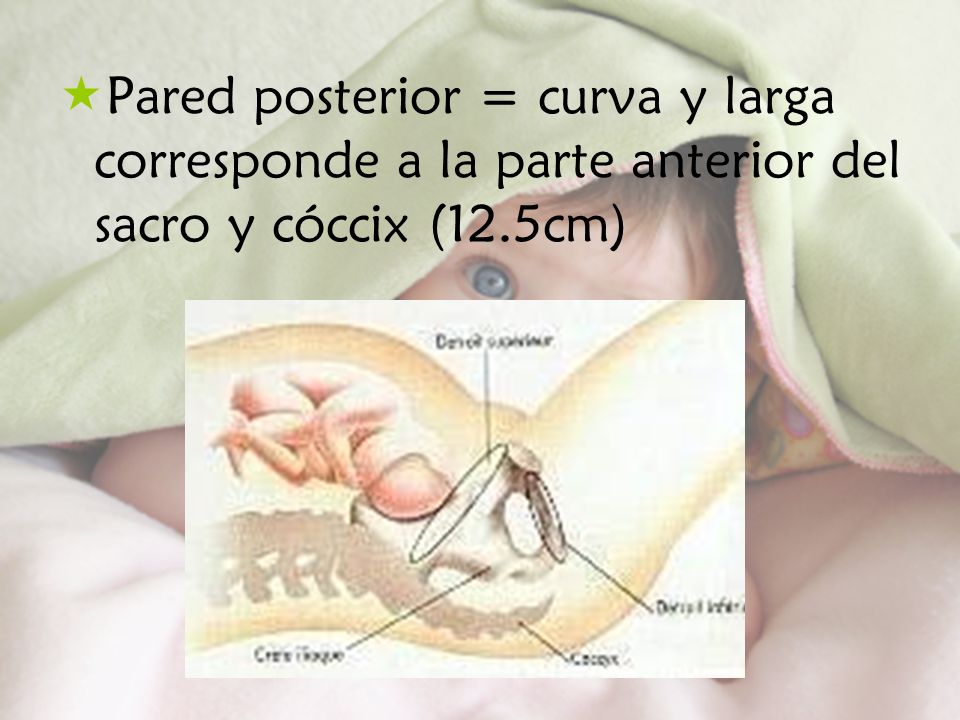 Pared posterior = curva y larga corresponde a la parte anterior del sacro y cóccix (12.5cm)