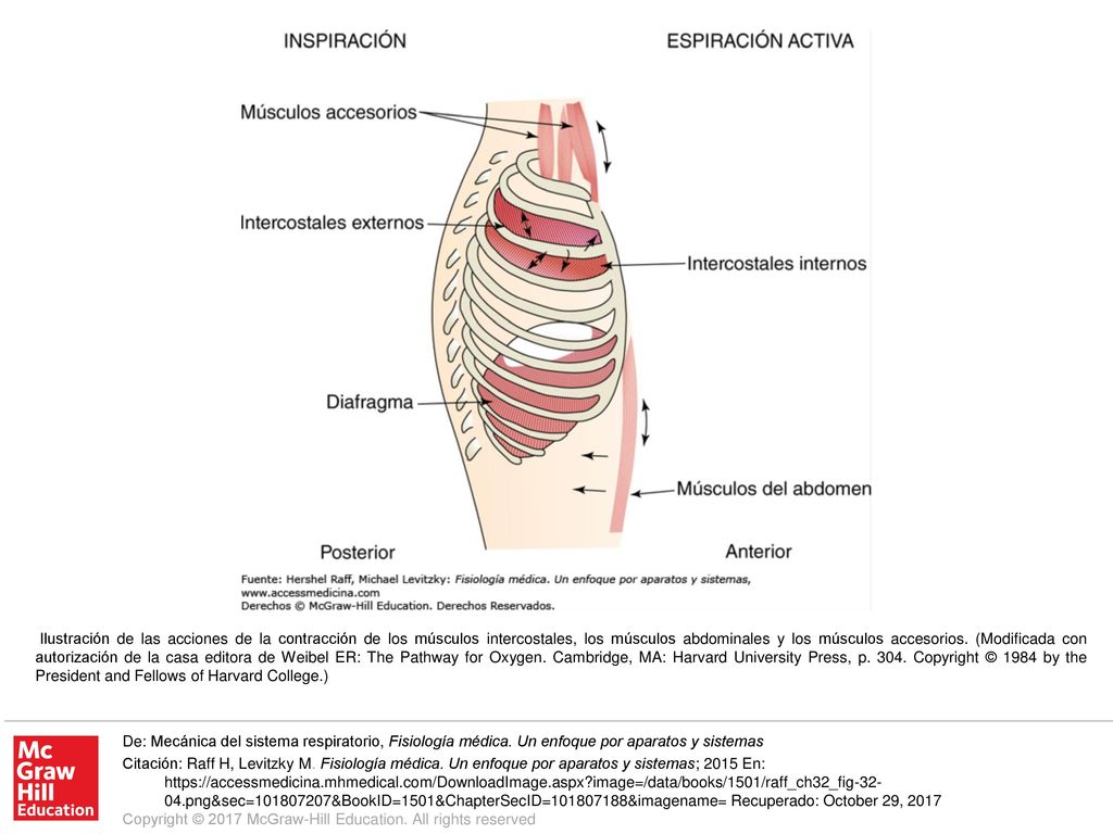 Ilustración de las acciones de la contracción de los músculos intercostales, los músculos abdominales y los músculos accesorios. (Modificada con autorización de la casa editora de Weibel ER: The Pathway for Oxygen. Cambridge, MA: Harvard University Press, p Copyright © 1984 by the President and Fellows of Harvard College.)