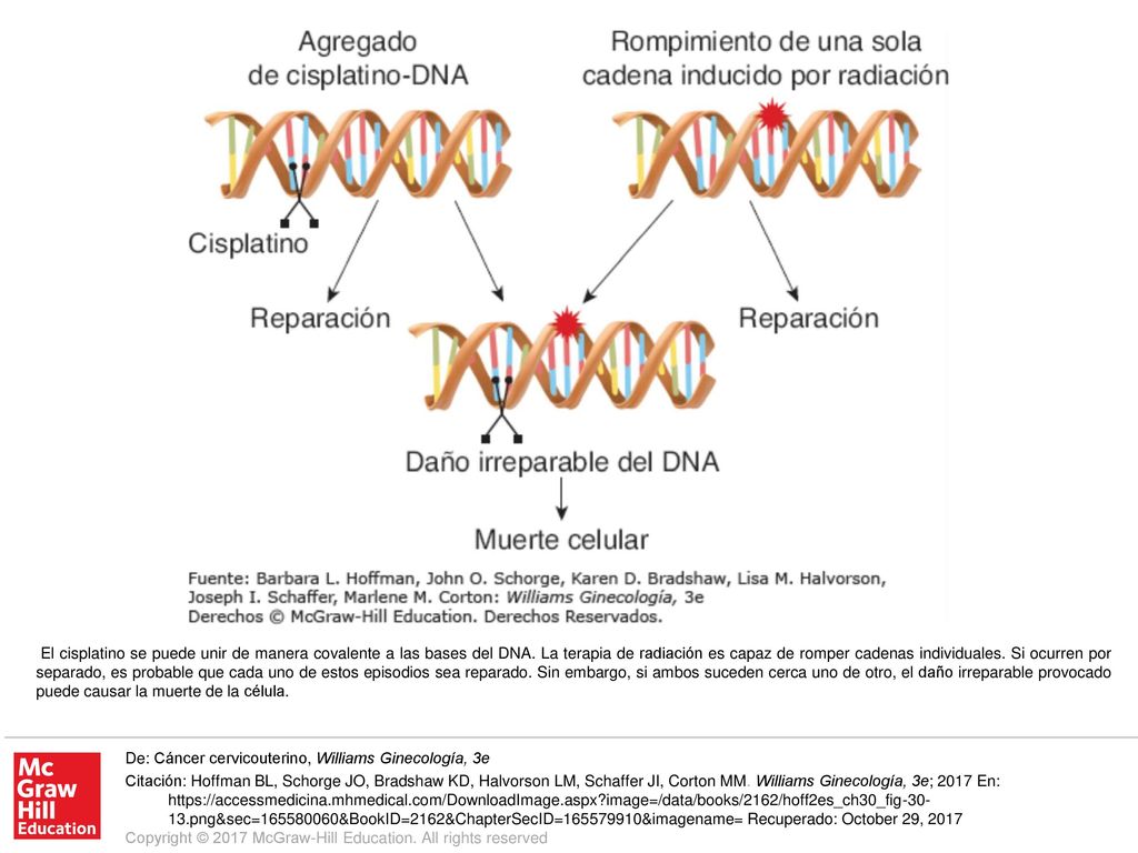 El cisplatino se puede unir de manera covalente a las bases del DNA