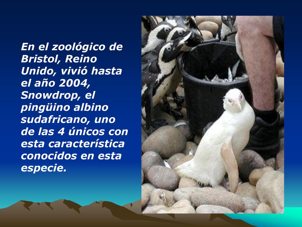 En el zoológico de Bristol, Reino Unido, vivió hasta el año 2004, Snowdrop, el pingüino albino sudafricano, uno de las 4 únicos con esta característica conocidos en esta especie.