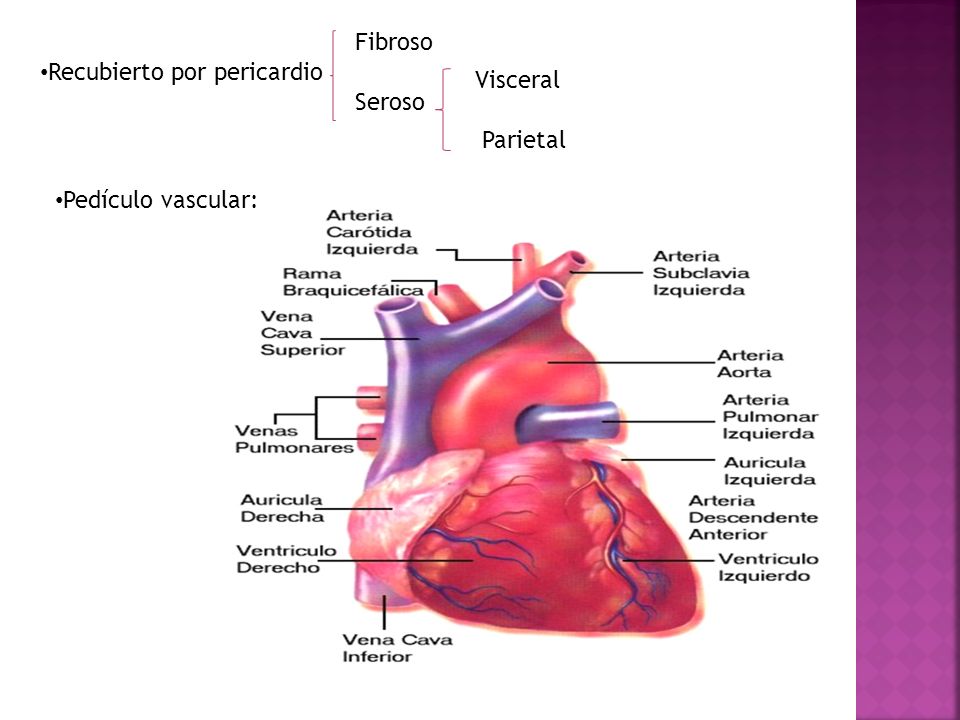 Fibroso Recubierto por pericardio Visceral Seroso Parietal Pedículo vascular: