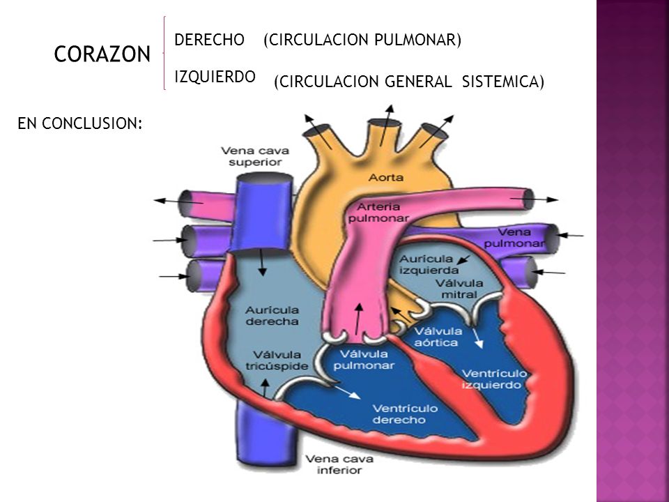 CORAZON DERECHO (CIRCULACION PULMONAR) IZQUIERDO