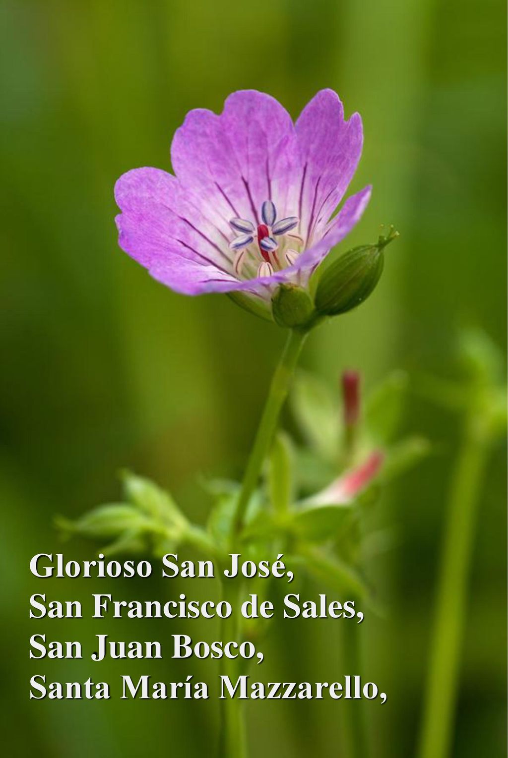 Glorioso San José, San Francisco de Sales, San Juan Bosco, Santa María Mazzarello,