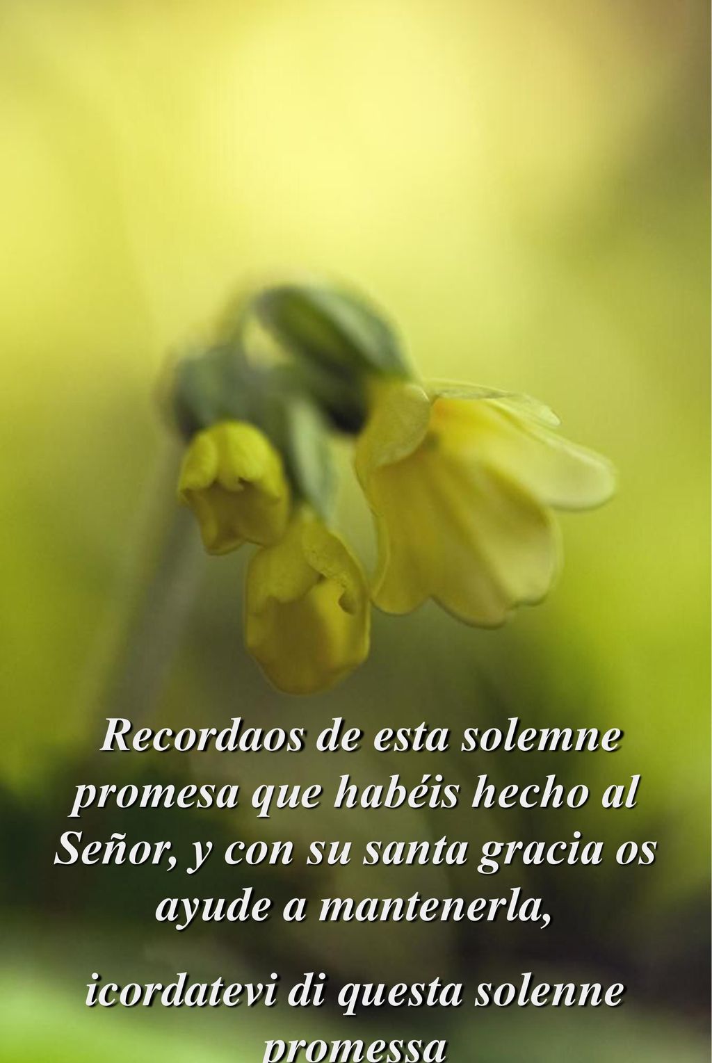 Recordaos de esta solemne promesa que habéis hecho al Señor, y con su santa gracia os ayude a mantenerla,