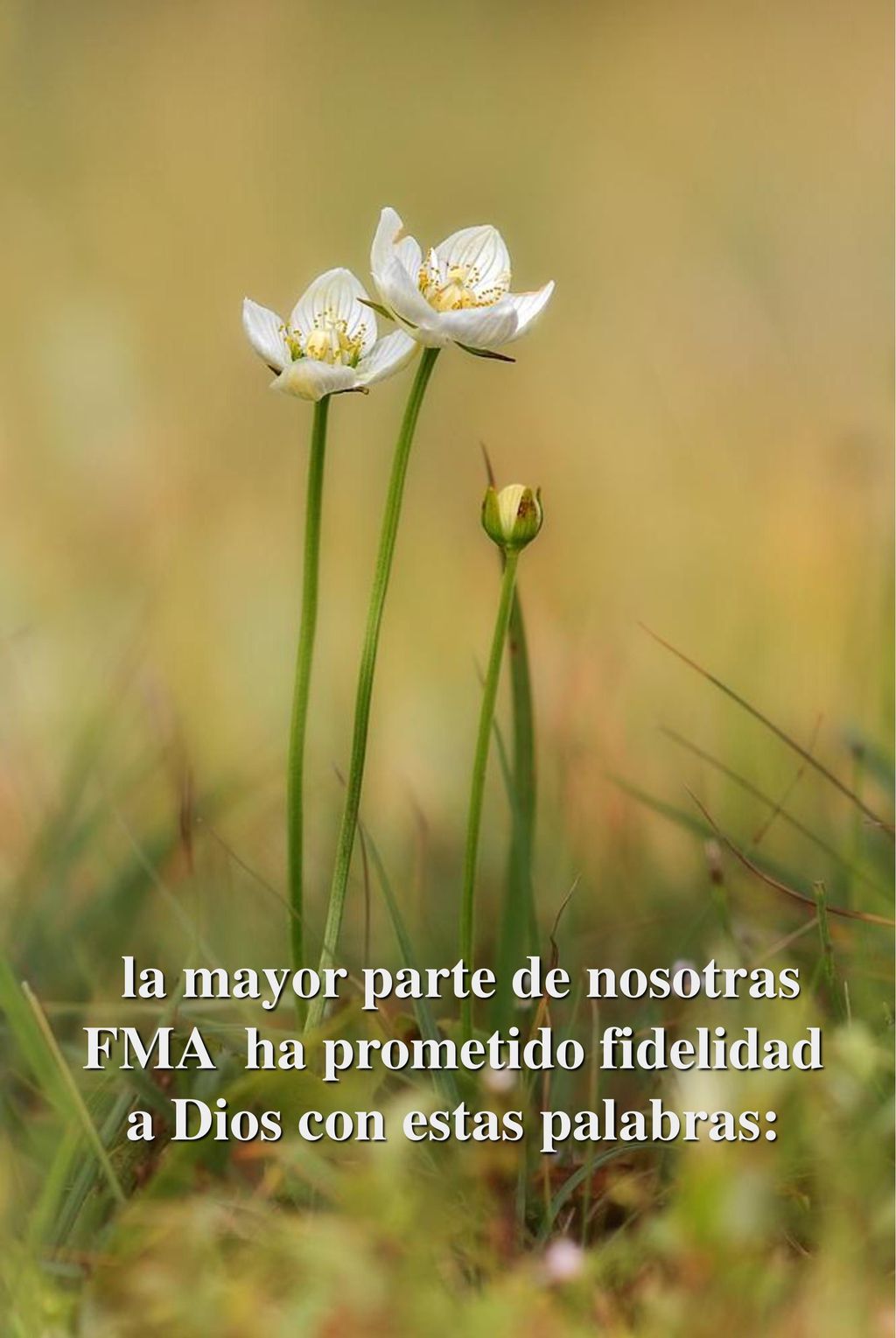 la mayor parte de nosotras FMA ha prometido fidelidad a Dios con estas palabras:
