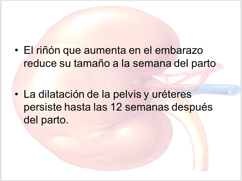 El riñón que aumenta en el embarazo reduce su tamaño a la semana del parto