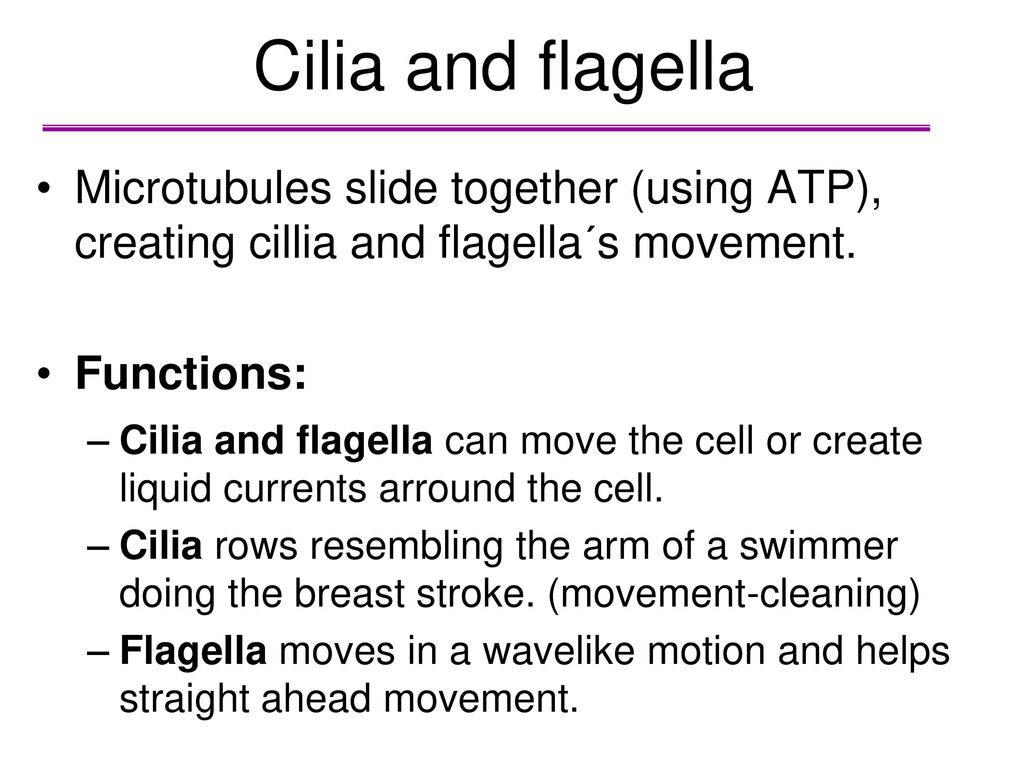 Cilia and flagella Microtubules slide together (using ATP), creating cillia and flagella´s movement.