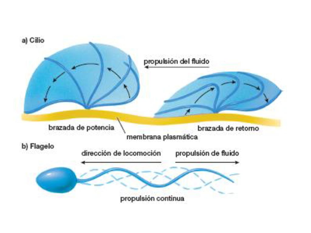 FIGURA 4-8 (parte 1) Cómo se mueven los cilios y flagelos