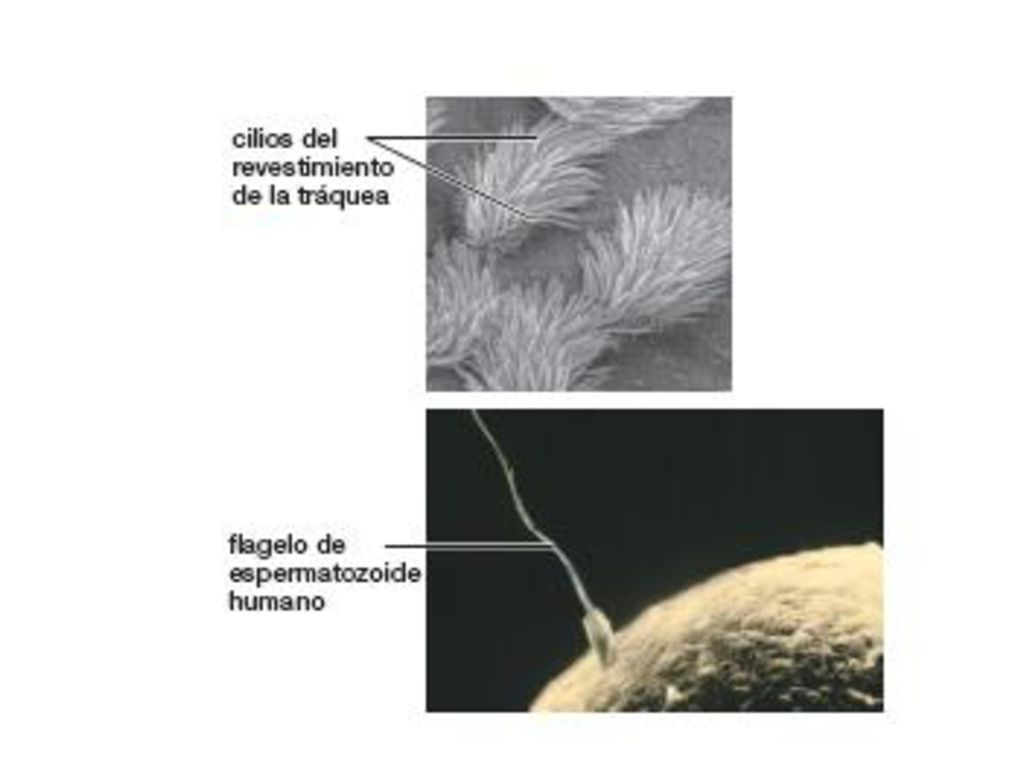 FIGURA 4-8 (parte 2) Cómo se mueven los cilios y flagelos