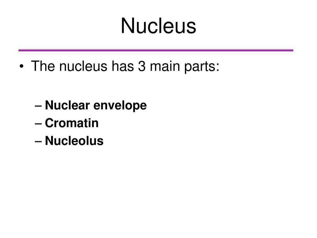 Nucleus The nucleus has 3 main parts: Nuclear envelope Cromatin