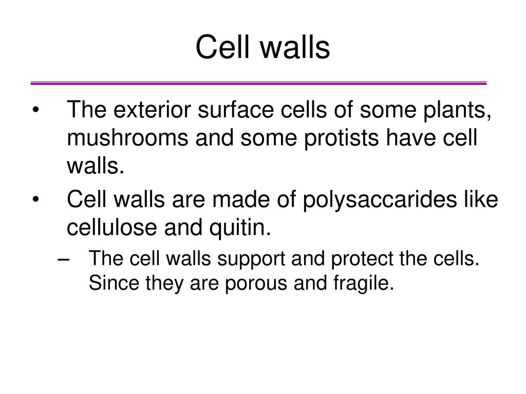 Cell walls The exterior surface cells of some plants, mushrooms and some protists have cell walls.