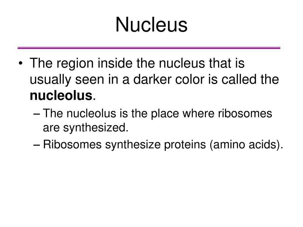 Nucleus The region inside the nucleus that is usually seen in a darker color is called the nucleolus.