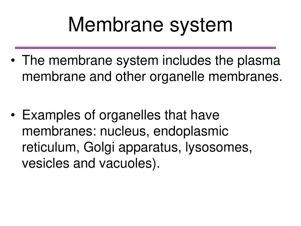 Membrane system The membrane system includes the plasma membrane and other organelle membranes.