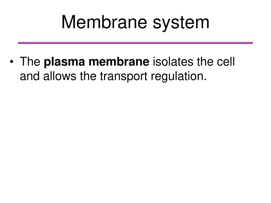 Membrane system The plasma membrane isolates the cell and allows the transport regulation.