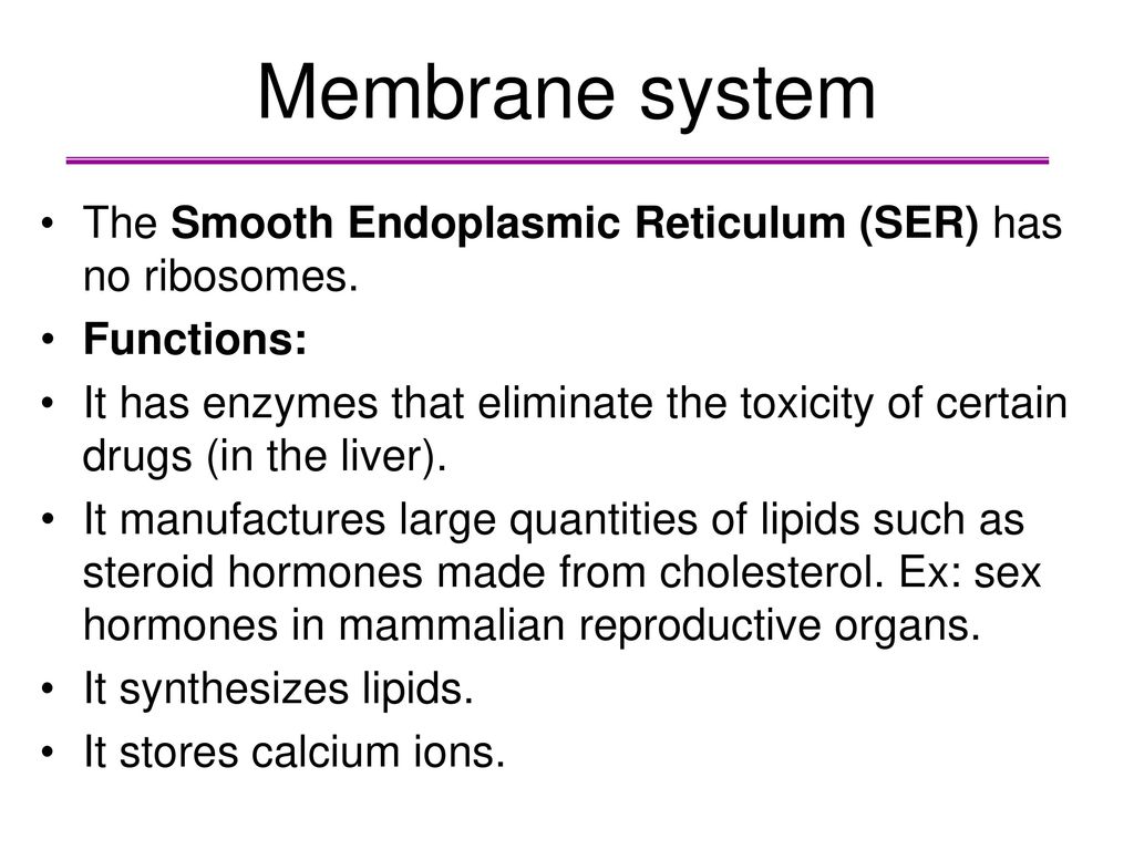 Membrane system The Smooth Endoplasmic Reticulum (SER) has no ribosomes. Functions: