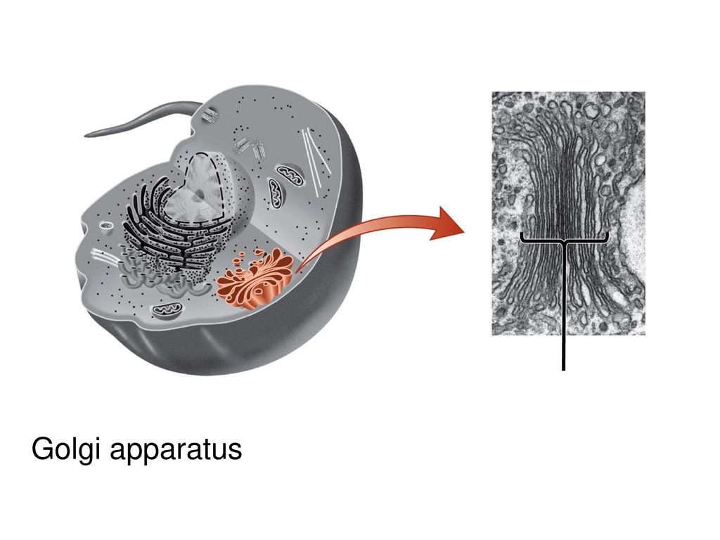 Golgi apparatus FIGURA 4-13 (parte 1) El aparato de Golgi