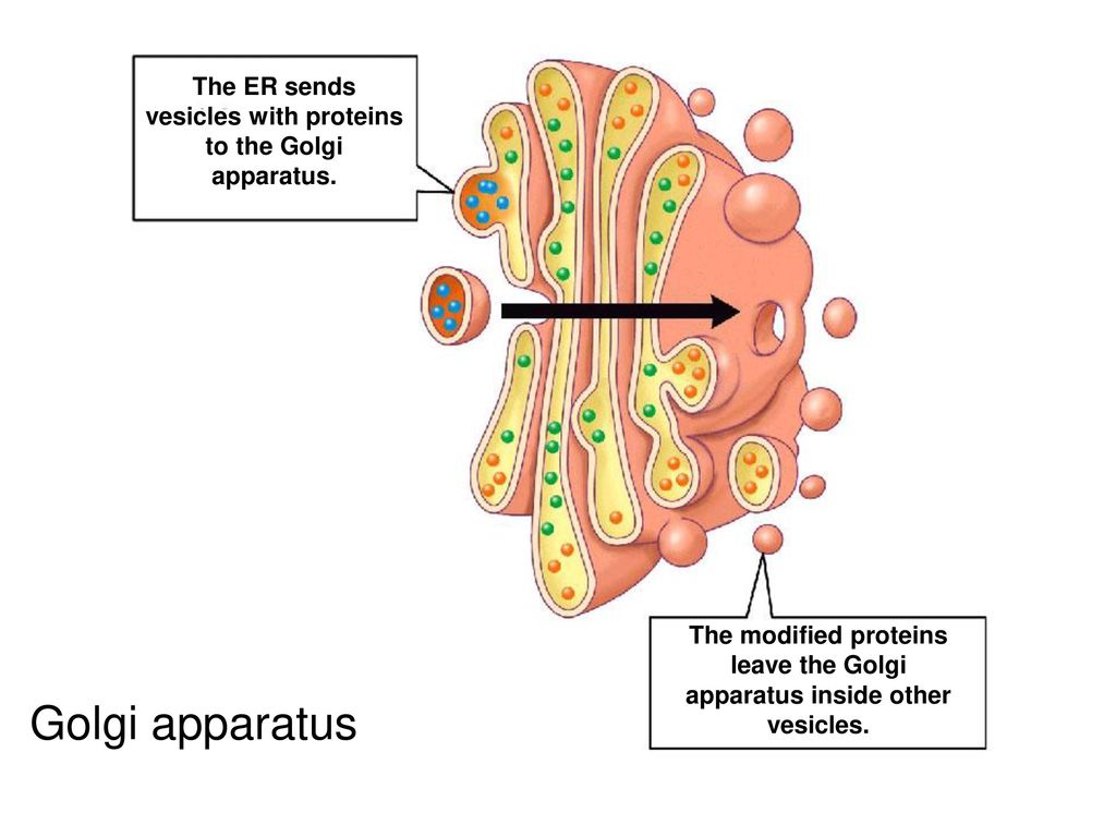 The ER sends vesicles with proteins to the Golgi apparatus.