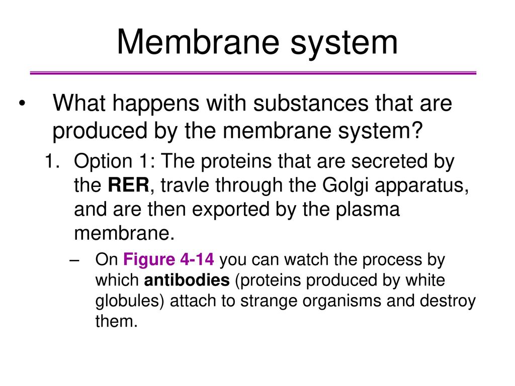 Membrane system What happens with substances that are produced by the membrane system