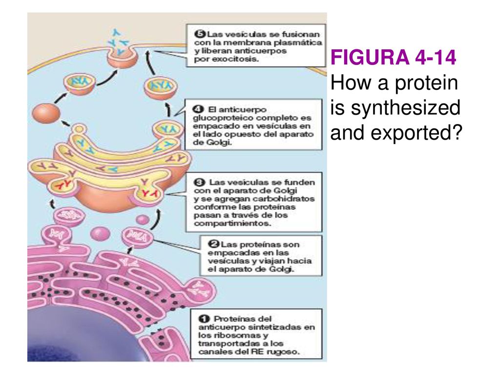 FIGURA 4-14 How a protein is synthesized and exported