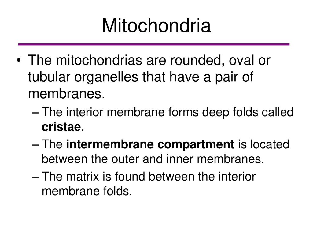 Mitochondria The mitochondrias are rounded, oval or tubular organelles that have a pair of membranes.