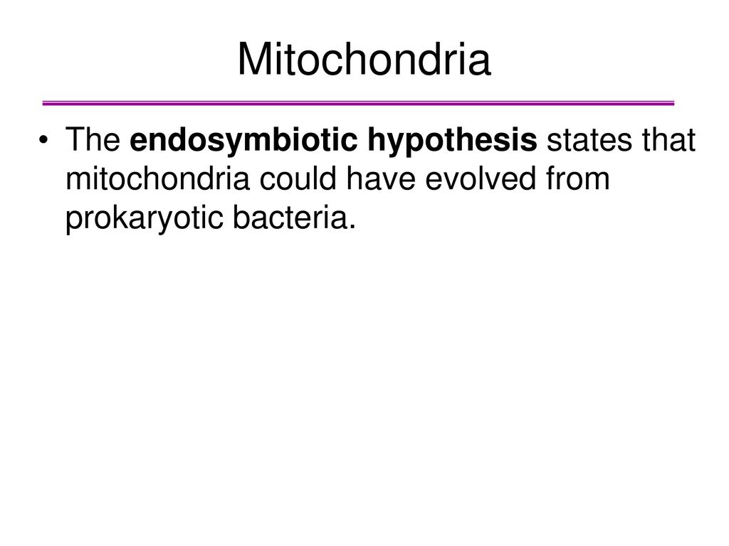 Mitochondria The endosymbiotic hypothesis states that mitochondria could have evolved from prokaryotic bacteria.