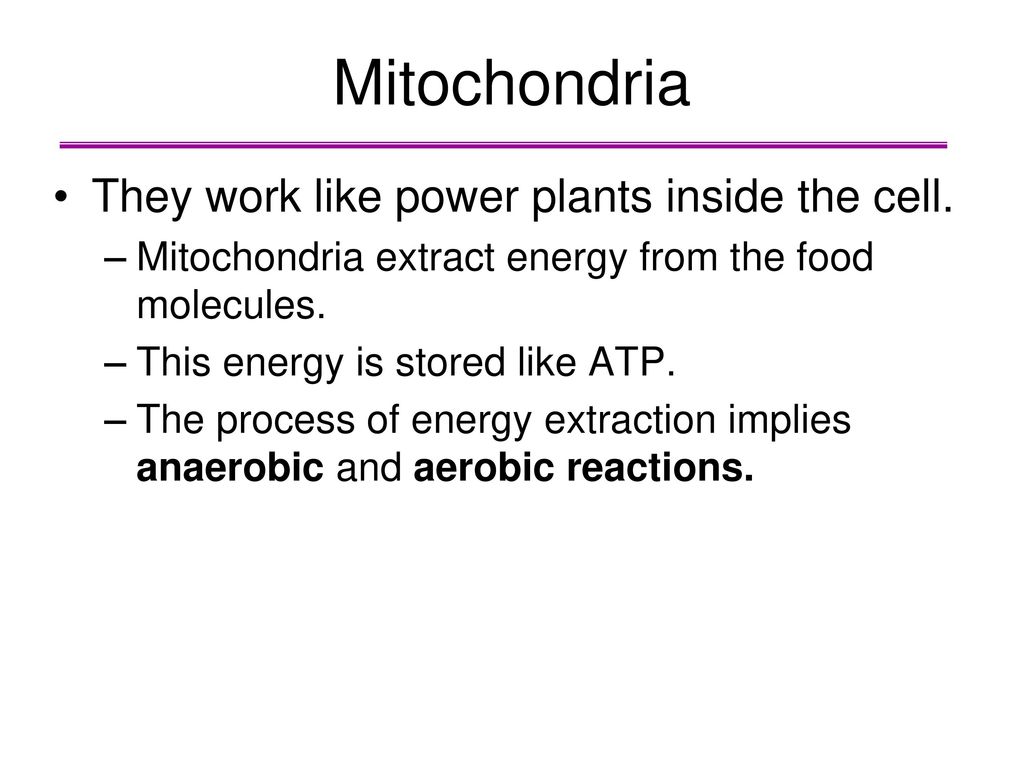 Mitochondria They work like power plants inside the cell.